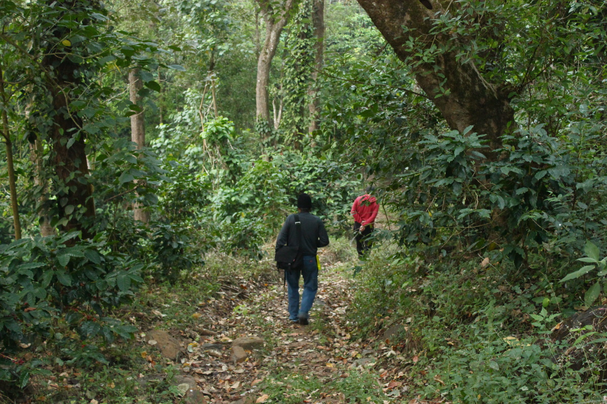 Morning Jungle walk 