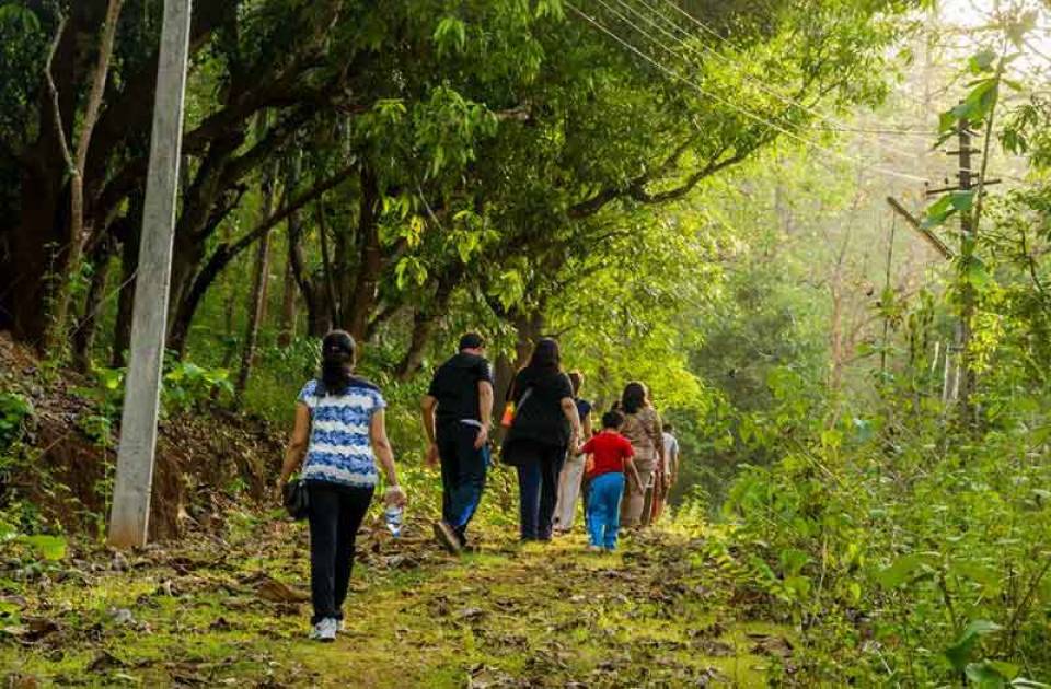 Morning Jungle walk 